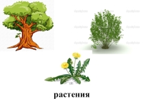 Презентация по окружающему миру на тему Что общего у разных растений