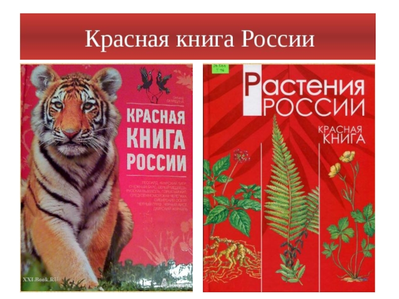 Автор красной книги. Красная книга растения обложка. Красная книга России растения обложка. Энциклопедия красная книга. Обложка красная книга России Амурский тигр.