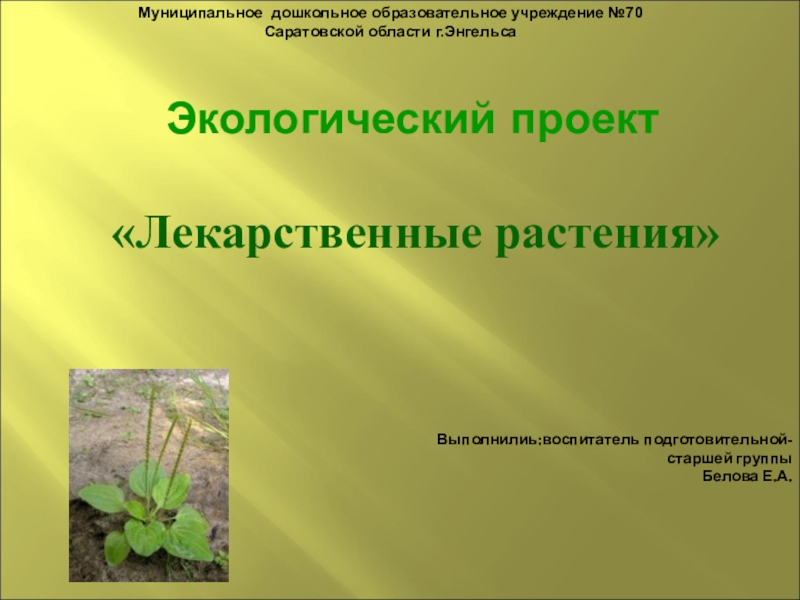 Презентация Презентация по окружающему миру Лекарственные растения
