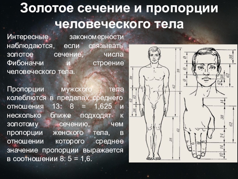 Божественное число проект по математике