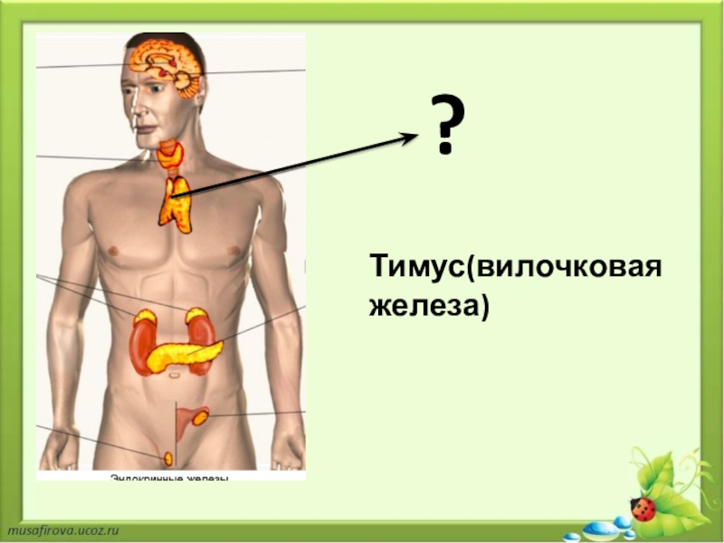 Какой цифрой на рисунке обозначен тимус