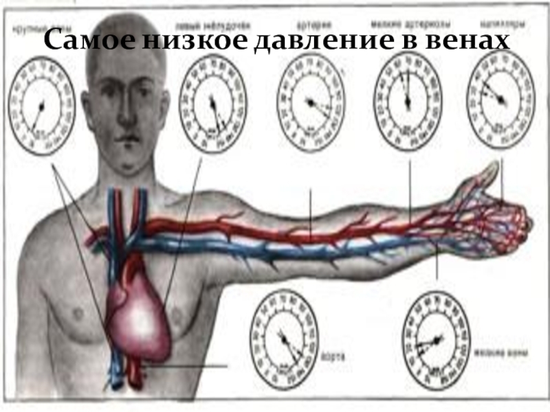 Самое низкое давление. Давление в венах. Давление в венах человека. Низкое давление в венах.