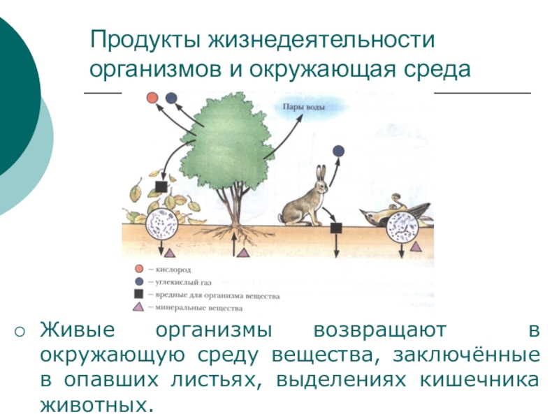 Жизнедеятельность живых организмов. Продукты жизнедеятельности. Влияние живых организмов на окружающую среду. Продукты жизнедеятельности организма.