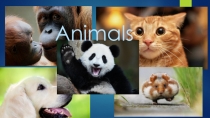 Презентация по английскому языку на тему Animals (2 класс)