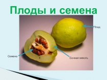 Презентация по биологии на тему Плоды и семена