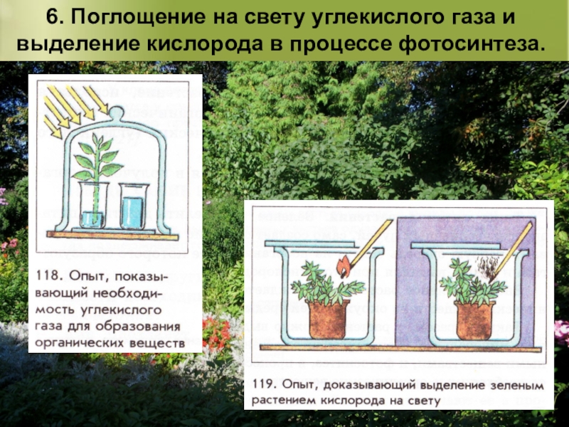 При дыхании растения поглощают а выделяют. Растения выделяют кислород. Опыт выделение кислорода растениями. Опыт доказывающий фотосинтез растений. Опыт выделение кислорода на свету.