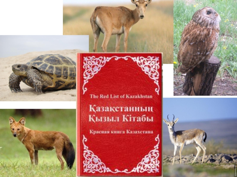 Презентация 7 класс геометрия Тікбұрышты үшбұрыш қасиеттері