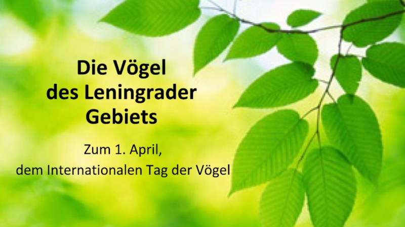 Презентация Презентация на немецком языке. Лексика для студентов-экологов Die Vogel des Leningrader Gebiets