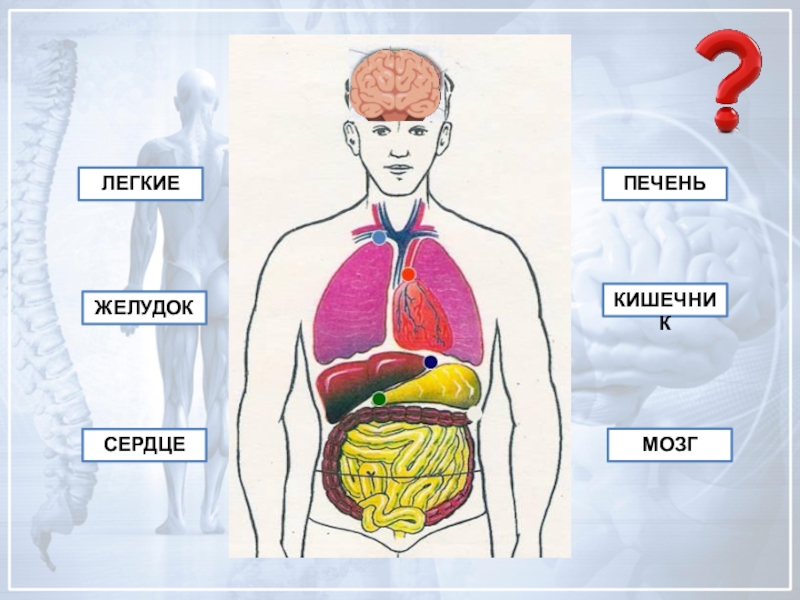 Строение человека модель 2 класс. Внутренние органы человека схема. Макет внутренних органов человека. Внутренние органы человека для детей. Внутренние органы человека рисунок.