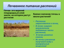 Презентация по теме Почвенное питание растений