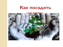 Презентация как посадить цветок