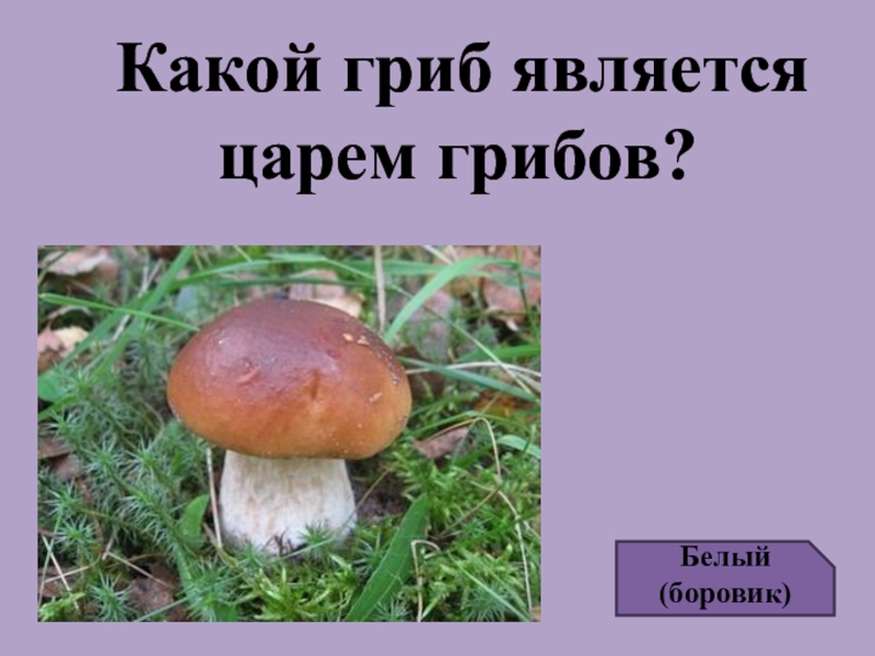 Какой гриб является. Белый гриб царь грибов. Какой гриб считается царем грибов. Царь грибов белый гриб Боровик. Какой гриб называется царским.