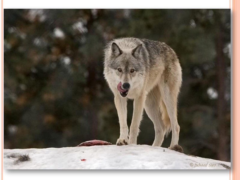 Голодные волки рыщут. Злой волк. Голодные волки зимой.