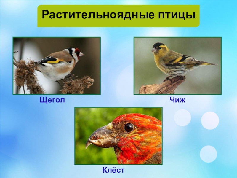 Роль растительноядных птиц в природных сообществах