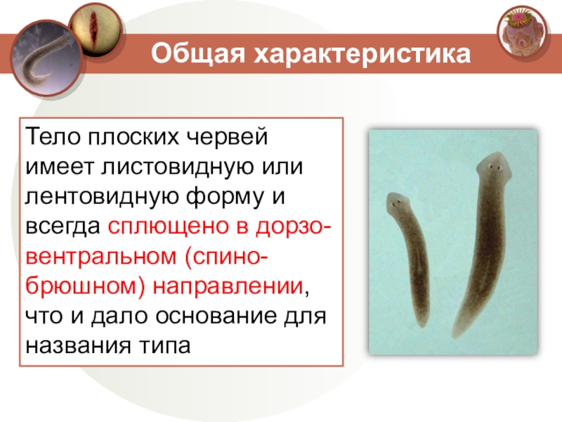 Листовидная форма червей. Тело плоских червей. Плоские черви форма тела. Лентовидная форма тела у червей.