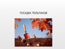 Презентация по сельскохозяйственному труду на тему Посадка тюльпанов (8 класс)