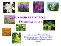 Презентация по биологии на темуСемейства класса Однодольных