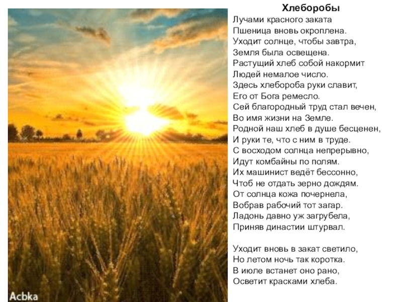 Закат солнца песня текст. Стихотворение поле. Стихотворение о хлеборобах. Стих про пшеничное поле. Стихи про хлеборобов.