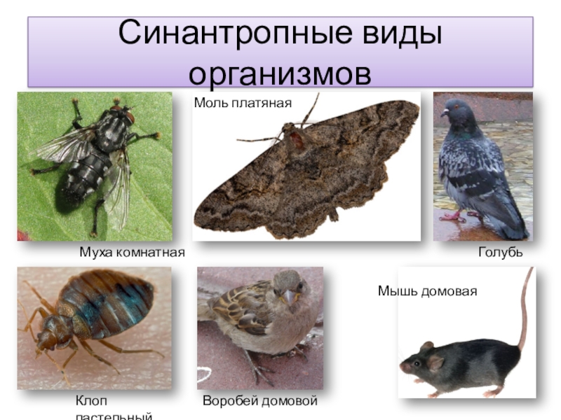 Водные и синантропные животные план конспект 8 класс