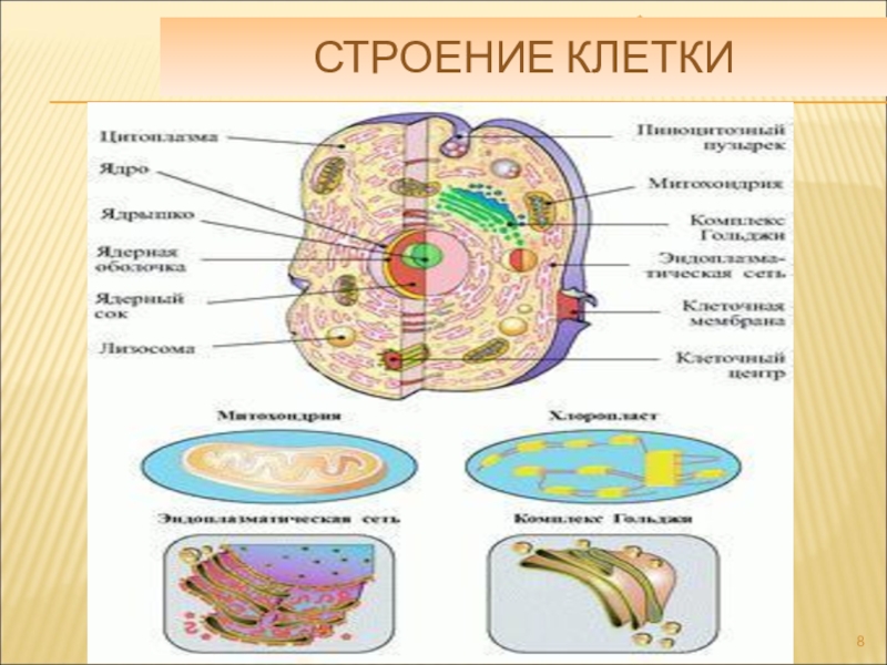 Проект по теме строение клетки