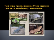 Другие отряды пресмыкающихся: черепахи, крокодилы