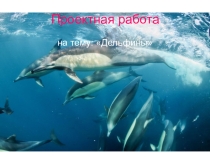 Презентация по биологии на темуДельфины(7 класс)