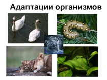 Презентация по биологии 9 класс Адаптация организмов