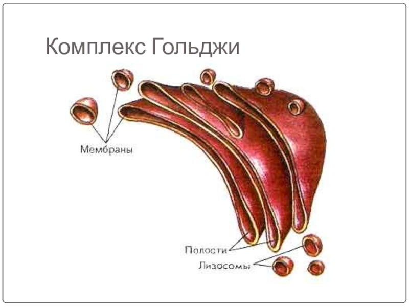 Комплекс гольджи на рисунке