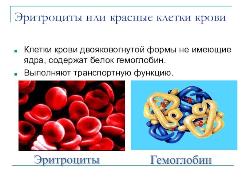 Кровь биология 11 класс. Кровяные тельца биология 8 класс. Функция эритроцитов в крови 8 класс биология. Эритроциты в крови биология 8 класс. Эритроциты красные клетки крови.