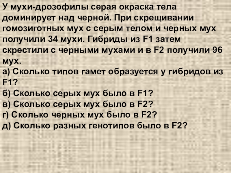 При скрещивании мух дрозофил. Цвет тела у дрозофилы серый доминирует. У дрозофил черная окраска тела доминирует над серой. У дрозофилы серая окраска тела доминирует над черной. У мухи дрозофилы серый цвет тела доминирует над черным.