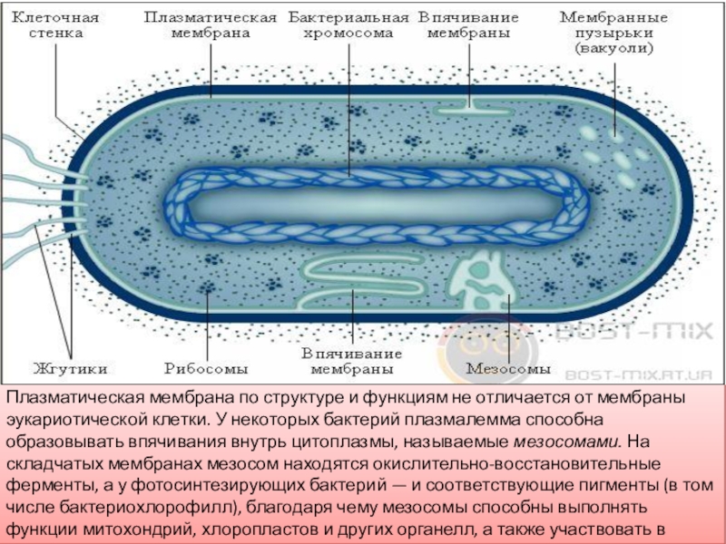 Цитоплазматическая мембрана мезосомы. Впячивания мембраны бактериальной клетки. Строение мембраны бактерий. Впячивания мембраны у бактерий. Строение клеточной мембраны бактерий.