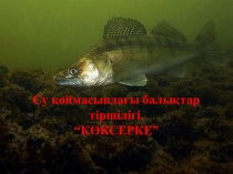 Су қоймасындағы балықтар тіршілігі. Көксерке зерттеу жұмысы