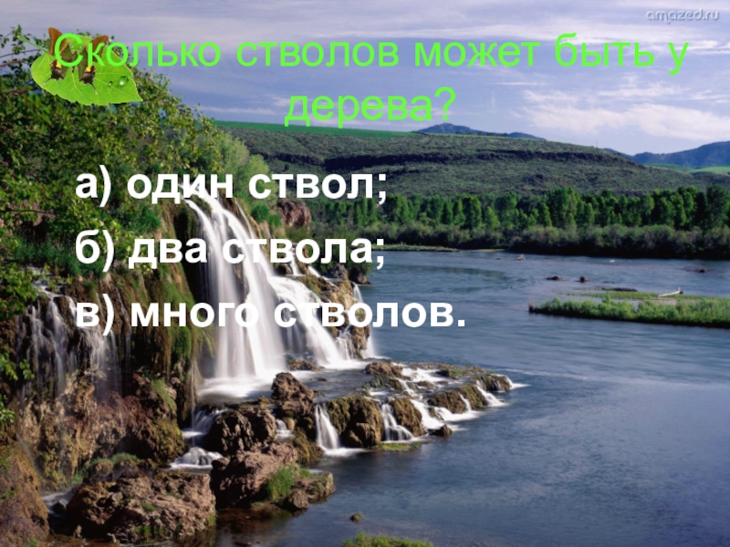 Сколько стволов может быть у дерева?а) один ствол;б) два ствола;в) много стволов.