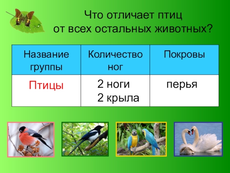 Что отличает птиц  от всех остальных животных?2 ноги2 крылаперья