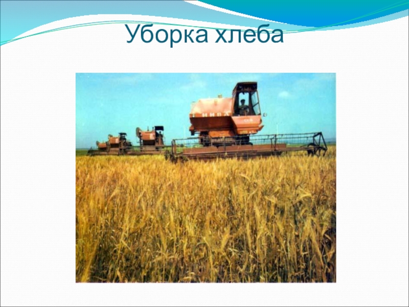 Презентация к научному проекту Хлеб всему голова Уборка хлеба Уборка хлеба