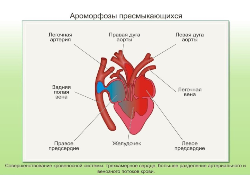 3 сердце рептилий