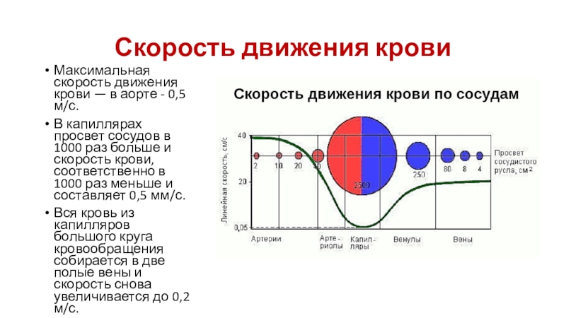 Скорость движения кровиМаксимальная скорость движения крови — в аорте - 0,5 м/с. В капиллярах просвет сосудов в