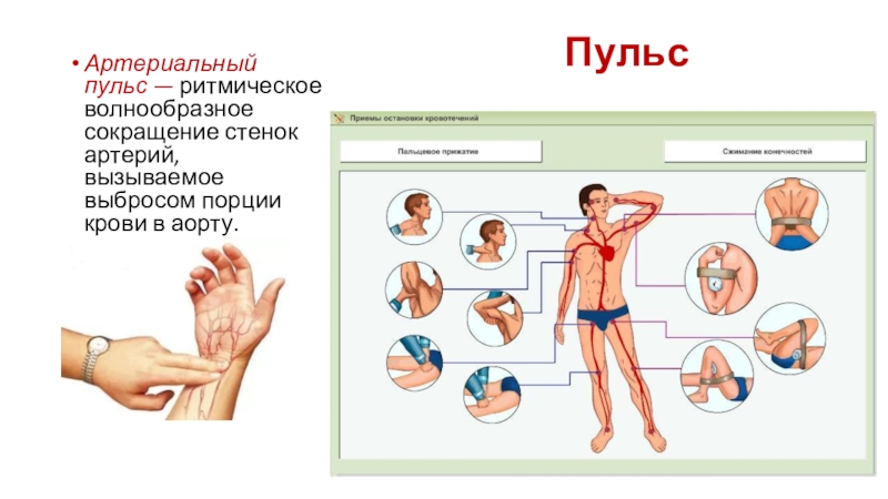 Пульс Артериальный пульс — ритмическое волнообразное сокращение стенок артерий, вызываемое выбросом порции крови в аорту.