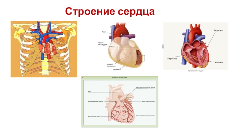 Кровеносная система презентация егэ