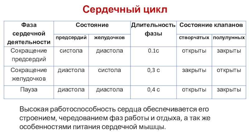 Сердечный циклВысокая работоспособность сердца обеспечивается его строением, чередованием фаз работы и отдыха, а так же особенностями питания