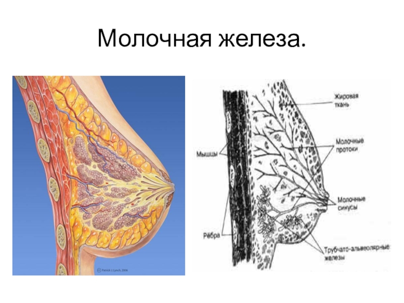 Презентация молочная железа