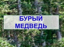 Все о буром медведе
