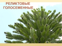 Презентация по биологии на тему Реликтовые Голосеменные.