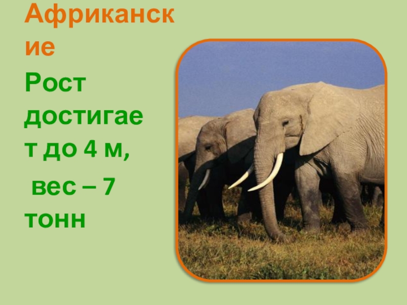 Слон для презентации. Рост африканского слона. Вес африканского слона в тоннах.