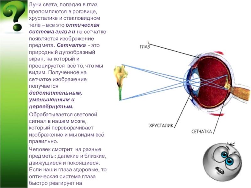 К оптической системе глаза относятся хрусталик. Формирование изображения на сетчатке глаза физика 8 класс. Оптическая система хрусталик. Световые лучи и глаз. Изображение на сетчатке получается.