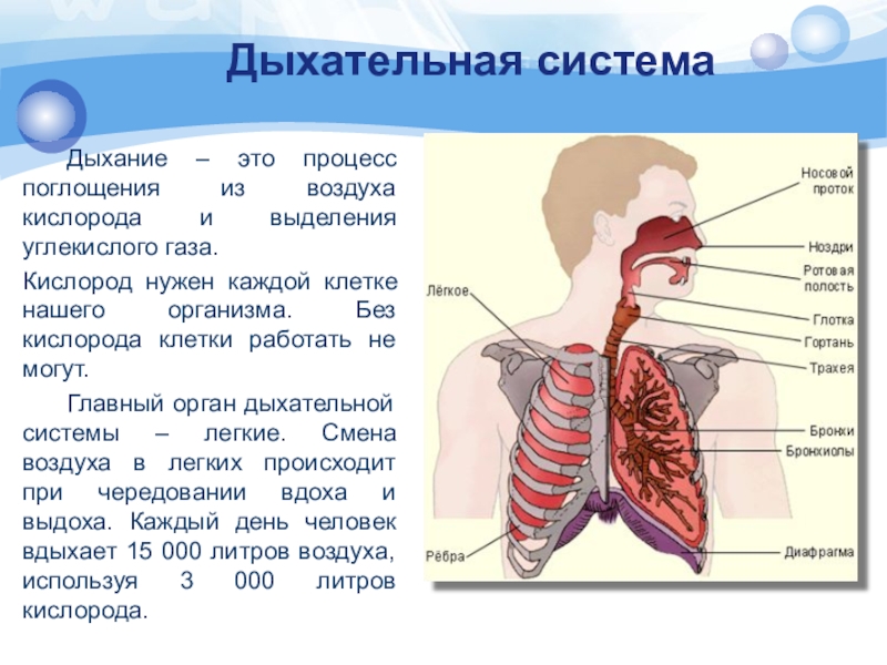 Что самое важное при работе с дыханием. Органы дыхательной системы человека 8 класс. Органы дыхательной системы 8 класс биология. Система органов дыхания человека 8 класс. Система органов дыхания 8 класс биология.