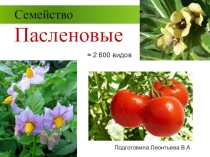 Презентация по биологии Пасленовые