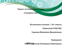 Презентация по биологииГолубая ель