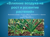 Проект на тему Влияние воздуха на рост и развитие растений