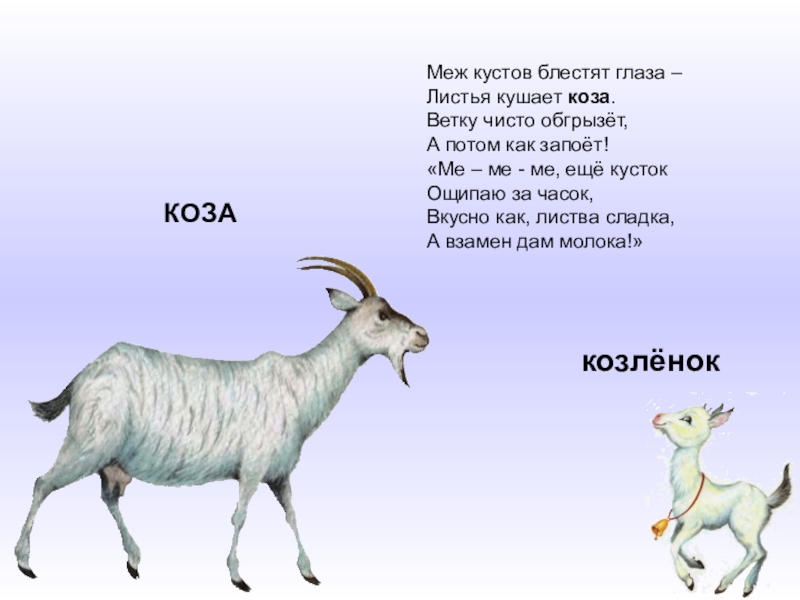 Презентация коза. Стихи про козу для детей. Стихотворение про козу для детей. Стишок про козу для детей. Стих про животных про козу.